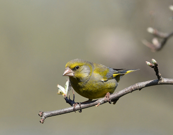 Yellow Wagtail / ***