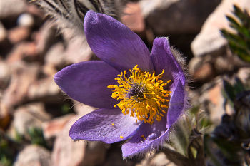 Pulsatilla Crimean / ***