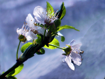 apple blossom / ***