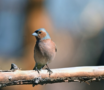 Finch / ***
