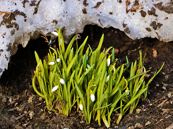The first snowdrops / ***