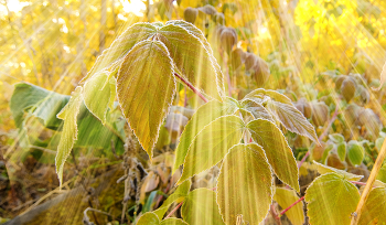 The first frosts. / ***