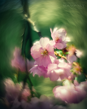 Sakura blossoms / ***