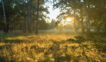 Morning in the forest. / ***