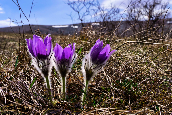 Pulsatilla Crimean / ***