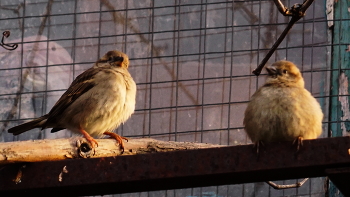 waiting for breakfast / ***