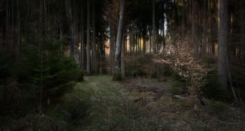 evening in the forest / ***