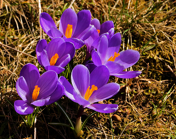 Spring but ... / ***