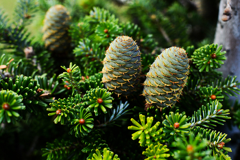 Korean fir / Young cones of a korean fir tree