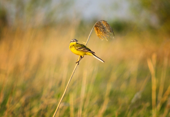 Yellow Wagtail / https://www.youtube.com/watch?v=Ue7I3ft1AcY&amp;t=39s