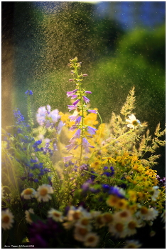 Remembering summer / ***