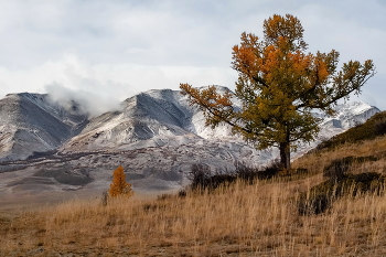 Altai autumn / ***