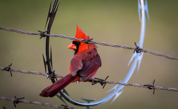 Red cardinal / birdwatching