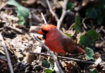 Cardinal / ***