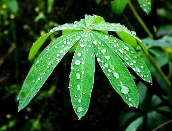 After the rain / ***