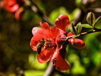 Japanese quince / ***