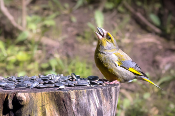 Yellow Wagtail / ***