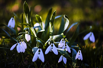 Snowdrops / ***