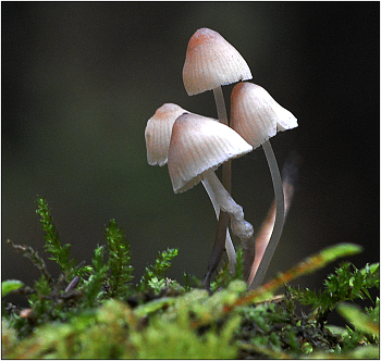 Tenderness / ***