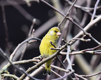 Yellow Wagtail / ***