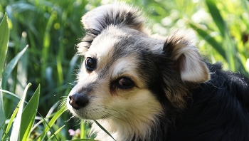 In the grass / ***