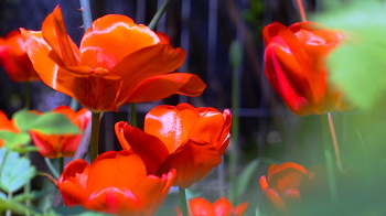 Tulips / ***
