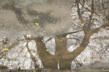 In a puddle / ***