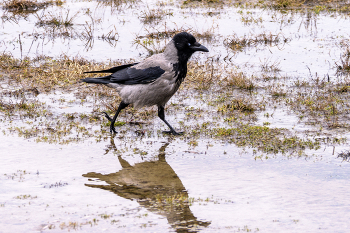 Crow / ***