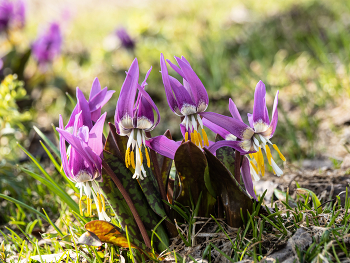 Heralds of Spring / ***