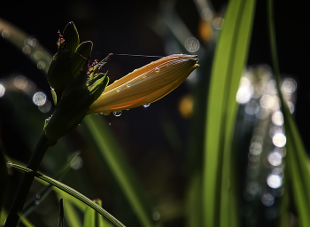 Narcissus / ***
