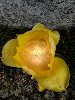 Stempel / Stempel im Gesicht