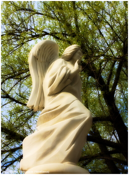 angel / ***