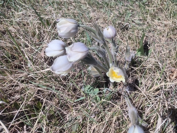 Snowdrops / ***