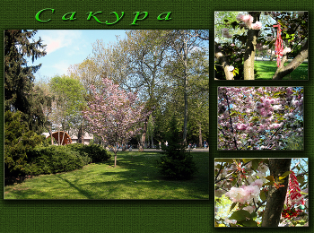 Cherry blossom / ***