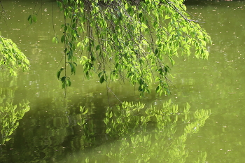Reflection / ***