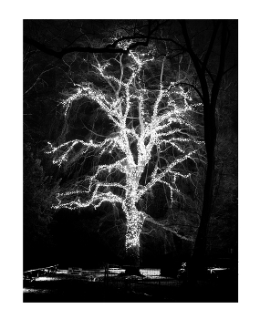 Luminous tree / ***