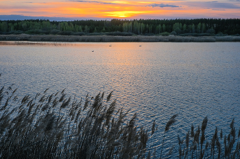 Field / ***