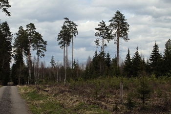 spring landscape / ***
