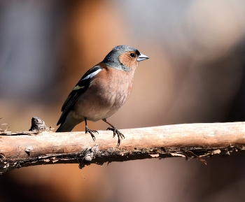 Finch / ***