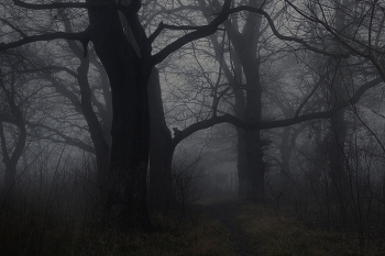Foggy morning / ***