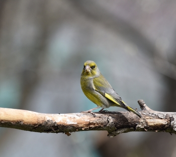 Yellow Wagtail / ***