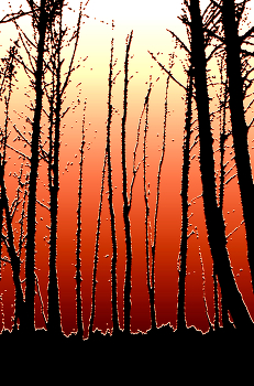 fire / ***