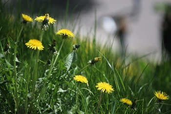 spring flower dandelion in the city flower bed / ***