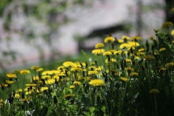 spring flower dandelion in the city flower bed / ***