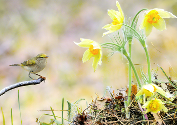 Heralds of Spring / ***