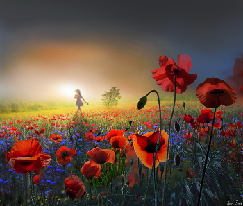 Poppies / ***