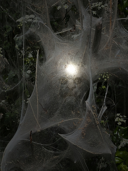 Mr. Web / A Ghost