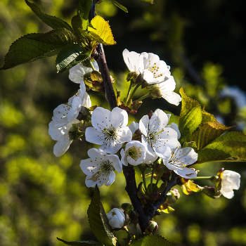 Apple tree in bloom / ***