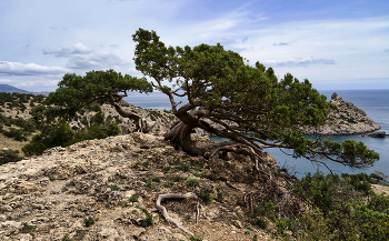 Juniper / ***