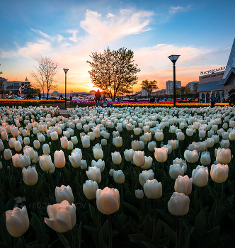 Tulips at sunset / ***